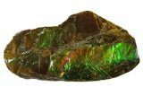 Iridescent Ammolite (Fossil Ammonite Shell) - Alberta, Canada #156847-1